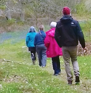 Group walking through the bluebells