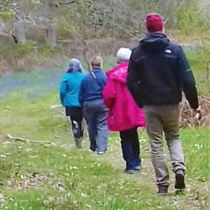 Group walking through the bluebells